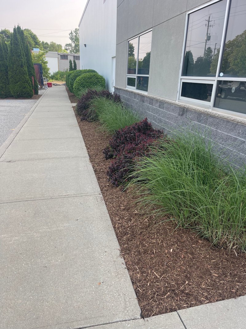 Shrubs planted on property